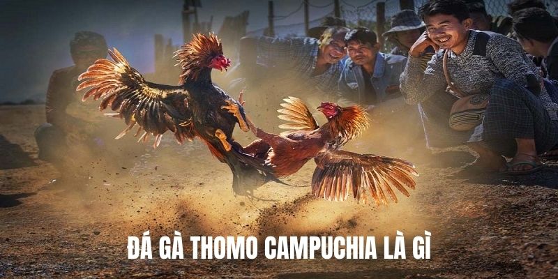 Giới thiệu hình thức đá gà Thomo Campuchia